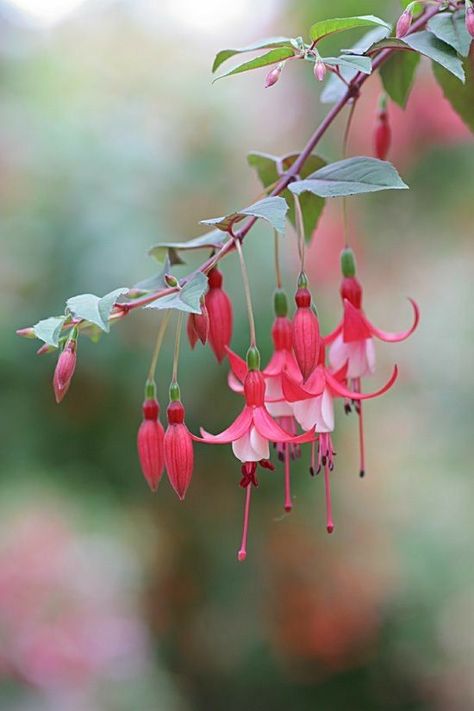 Plant Study, Flora Flowers, Fuchsia Flowers, Rare Flowers, Pretty Plants, Little Flowers, Water Colour, Red Flower, Flower Images