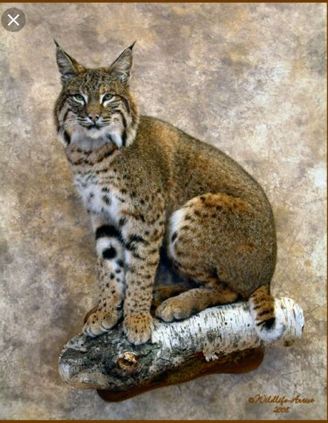 Bobcat Mounts, Taxidermy Animals, Deer Mount Ideas, Deer Hunting Decor, Taxidermy Decor, Taxidermy Display, Animal Taxidermy, Deer Mounts, Deer Horns