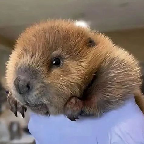 Beaver Cute, Beaver Pictures, Wild Life Videos, Baby Beaver, Busy Beaver, Canadian Wildlife, Nature Gif, Copyright Infringement, Rodents