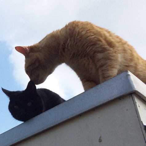 Cute black and ginger cat! Orange And Black Cats Together, Ginger Cat X Black Cat, Ginger Cat And Black Cat Matching Pfp, Ginger Cat And Black Cat Duo, Black And Orange Cat Duo, Ginger Cat And Black Cat, Ginger And Black Cat, Black And Ginger Cat, Black And Orange Cat