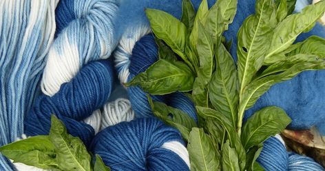 This week, here are my reflections on dyeing with Japanese Indigo plants, overall, very happy, as the plants have loved a hot summer in W... Japanese Indigo Plant, Colorful Website, Indigo Plant, Sometimes I Wonder, Plant Dyes, Oak Leaves, Indigo Dye, Plant Print, Silk Dyeing