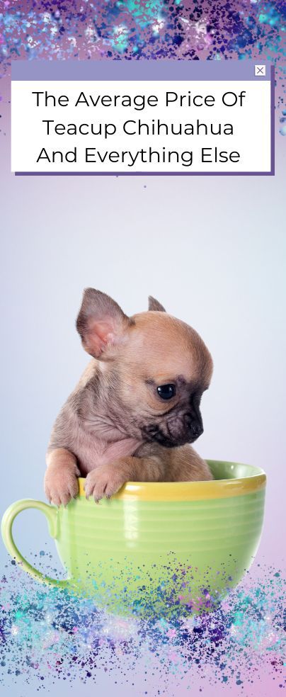 Toy Chihuahua Tea Cups, Tea Cup Chihuahua Puppies, Teacup Chihuahua Puppies For Sale Near Me, Teacup Puppy Breeds, Tea Cup Puppies, Long Haired Chihuahua Puppies, Tea Cup Chihuahua, Teacup Animals, Teacup Chihuahua For Sale