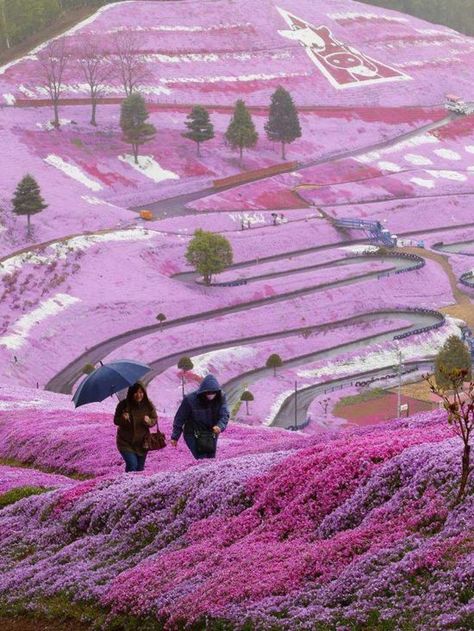 #Purple #TheColorPurple Just beautiful! Hokkaido Japan Higashimokoto Flower Park via www.pithandvigor.com Hokkaido Japan, Belle Nature, Halong Bay, Exotic Places, Alam Yang Indah, Places Around The World, Japan Travel, Belle Photo, Beautiful World