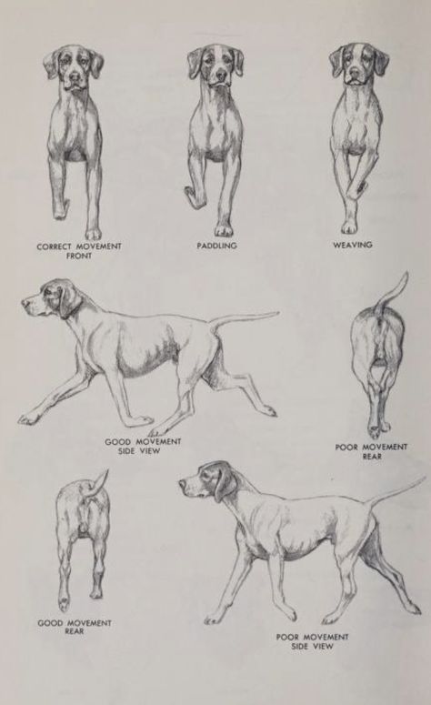 The Complete Dog Book 1964 Dog Sketch Anatomy, Small Dog Anatomy, Dog Study Drawing, Dog Leg Anatomy, Dog Anatomy Study, Dog Anatomy Reference, Dog Poses Drawing, Dog Anatomy Drawing, Dog Reference Drawing