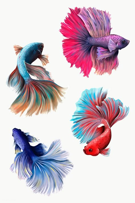 Betta Fish Drawing, Beta Fish Drawing, Beautiful Betta Fish, Betta Fish Tattoo, Ikan Laga, Fish Drawing, Seni 2d, Watercolor Fish, Tatuaje A Color