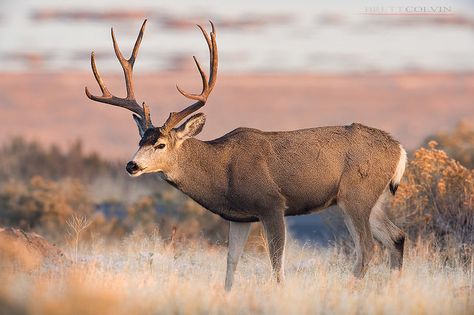 Mule Deer Photography, Mule Deer Drawing, Jackalope Painting, Sleeve Reference, Buck Photography, Colorado Wildlife, Utah Nature, 243 Winchester, Mule Deer Buck