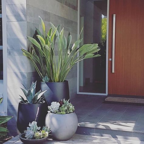 Entrance Styling, Modern Front Garden, Tanaman Pot, Front Garden Landscape, نباتات منزلية, Balkon Design, Potted Plants Outdoor, Garden Entrance, 카페 인테리어 디자인