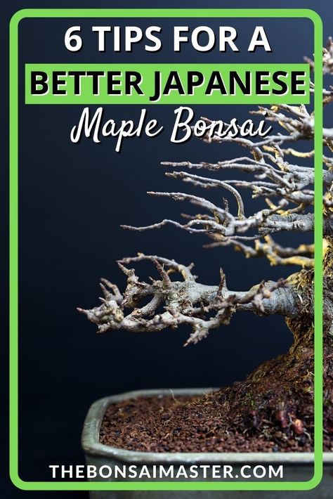 Discover the tips for creating a better Japanese Maple bonsi. We look at the Japanese Maple Bonsai indoors and where there is a Japanese Maple bonsai for sale Bonsai Maple Tree, Japanese Maple Bonsai, Maple Bonsai, Bonsai Care, Bonsai Tree Care, Succulent Bonsai, Zen Gardens, Bonsai Plants, Bonsai Trees