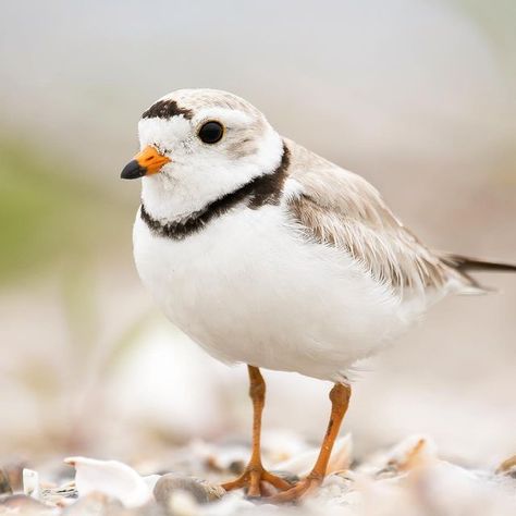 Roger Tory Peterson Institute on Instagram: "Efforts are ramping up in Connecticut, and other coastal regions, to anticipate the breeding season of Piping Plovers and other nesting shorebirds. @rtpinstitute is apart of the Audubon Alliance for Coastal Waterbirds, a collective effort to help Connecticut’s shorebirds and their habitat. The other great thing about this photo is it will be in our story to screenshot, you can than use it for a phone wallpaper or lock screen, for your @apple, @samsung Piping Plover Art, A Phone Wallpaper, Piping Plover, Coastal Birds, Shorebirds, Wild Birds, Our Story, Ponds, Lock Screen