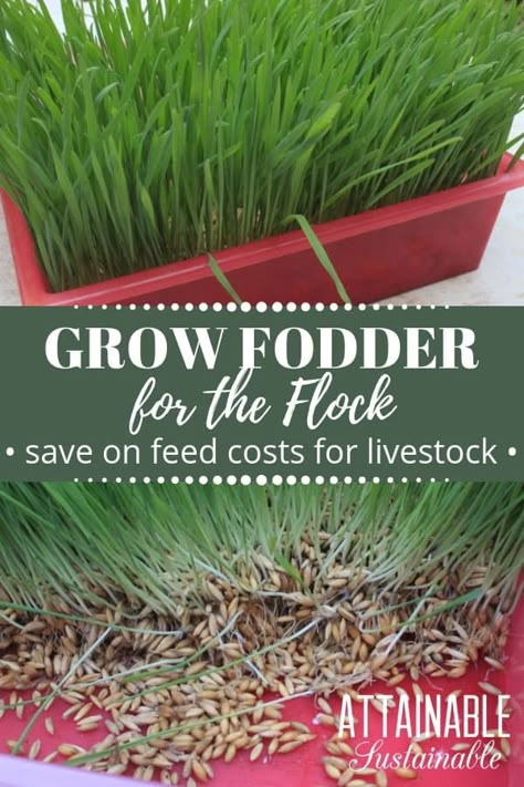 How To Grow Sprouts For Chickens, Best Seeds For Chicken Fodder, Sprouted Grains For Chickens, Sprouting Seeds For Chickens, Sprouting Grains For Chickens, Livestock Homestead, Fodder For Chickens, Chicken Fodder, Growing Fodder