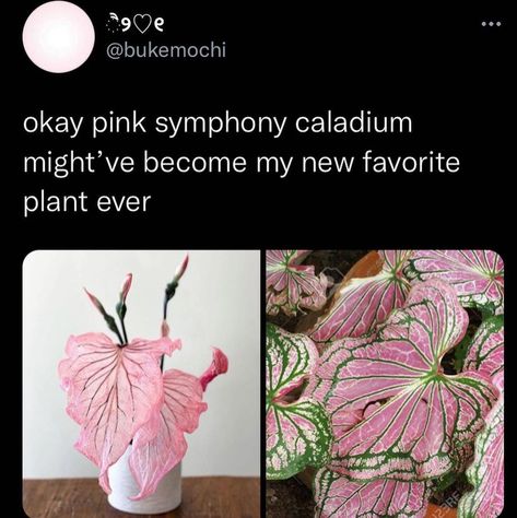 Pink Symphony Caladium, Symphony Caladium, Caladium Plant, Outdoor Deco, Neon Room, Things I Want, Moon Garden, Plant Ideas, Flower Therapy