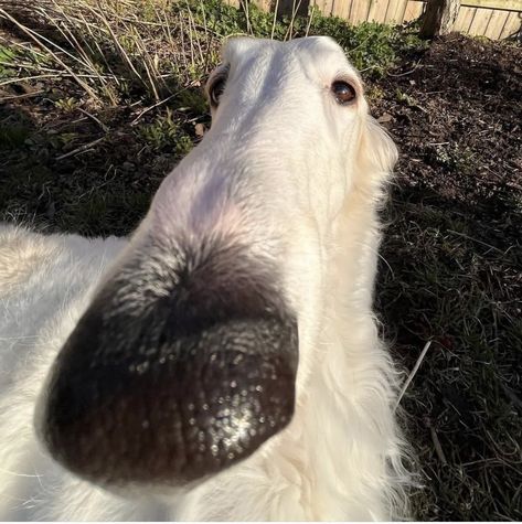 Long Face Dog, Goofy Pfp, Dog Silly, Silly Pets, Wedding Dress Bodice, Pfp Wallpapers, Dog Pfp, Funny Pfp, Borzoi Dog