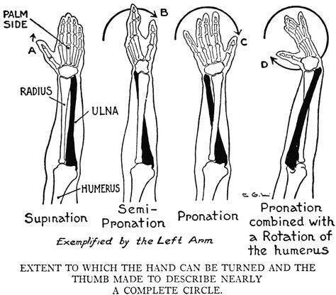 Over-Pronation Radius And Ulna, Axial Skeleton, Gait Cycle, Human Anatomy Reference, Arm Bones, Pelvic Bone, Forearm Muscles, Lower Limb, Anatomy For Artists