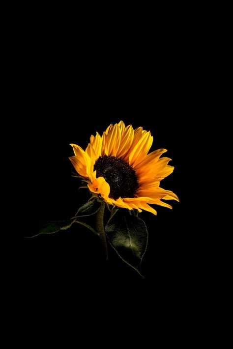 Limited Edition Sunflower No. 2 Print - Etsy Macao Boho Screensaver Iphone, Durgamma Photos, Sunflower Iphone Wallpaper, Flowers Black Background, Nature Photography Trees, Sunflower Photography, Beautiful Ocean Pictures, Sunflower Pictures, Easy Love Drawings