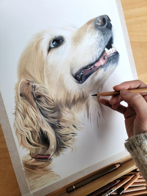 Colored Pencil Dog Portraits, Pencil Portrait Artist, Portrait Artists Pencil, Dog Portrait Drawing, Dog Drawing Tutorial, Dog Portraits Art, Colored Pencil Portrait, Realistic Pencil Drawings, Animal Portraits Art