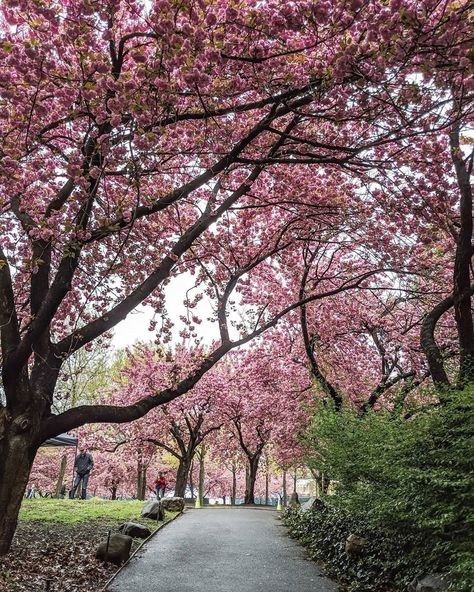 How Pinterest Sees Me Season, Cherry Blossoms Aesthetic, May Season, April Vibes, Bloom Tree, Cherry Blossom Aesthetic, September Journal, Brewery Ideas, Pinterest Trends