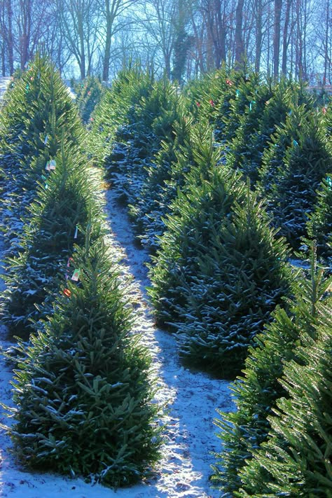 Tree Farm, Farm Images, Christmas Tree Lots, Garden Christmas, Black Christmas Trees, Natural Christmas, Christmas Tree Farm, Tree Farms, Cozy Christmas