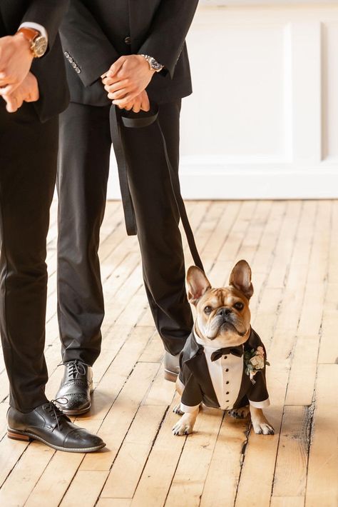 Dogs Ring Bearer, French Bulldog Ring Bearer, Dog Ring Bearer, Dog Wedding Attire, Ring Bearer Dog, Dog Suit, Birthday Dog, Dog Ring, French Bull