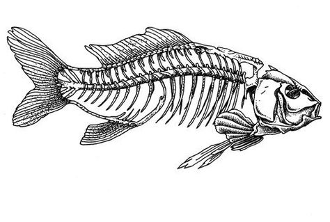 Fish Bone Tattoo Skeletons, Fishbone Drawing, Fish Bone Drawing, Fish Skeleton Art, Fish Skeleton Drawing, Fish Skeleton Tattoo, Fish Bone Tattoo, Bone Drawing, Skeleton Drawings