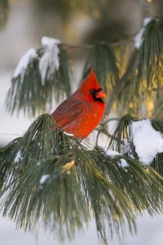 Running In Snow, Tree In Winter, White Pine Tree, Illustration Projects, Bird Paintings, Northern Cardinal, Marion County, Animal Antics, Cardinal Birds