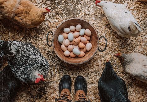 A basket of fresh organic chicken eggs Farm Lifestyle, Future Farms, Farm Photography, Farm Eggs, Mini Farm, Organic Chicken, Ranch Life, Farms Living, Chicken Farm