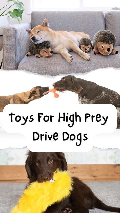 Puppy Announcement, Toys For Dogs, Dog Behavior Training, Dog Games, Dog Exercise, Best Toys, Dog Activities, Animal Projects, Wolf Howling