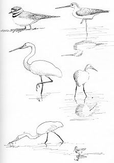 Sketching in Nature: Sketching Egrets Animal Sketching, Nature Sketching, Bird Pencil Drawing, Nature Sketches, Draw Birds, Heron Art, Bird Sketch, Nature Sketch, Drawing Examples