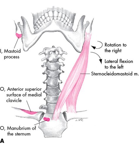 Anatomy Angel: Sternocleidomastoid Neck Muscles, Yoga Anatomy, Tongue Twisters, Yoga Philosophy, Beach Yoga, Training Tips, Pain Relief, Muscles, Anatomy