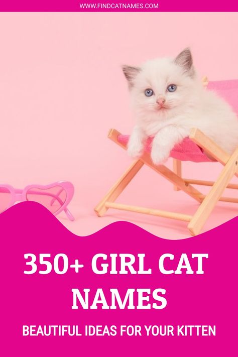 350+ Girl Cat Names - Find Cat Names Cute Kitten Names Girl, Names For Cats Girl, Name Cat Ideas, Pretty Cat Names, Names For Girl Cats, Pet Names For Girls, Female Cat Names Unique, Fancy Girl Names, Best Cat Names