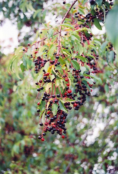 Black Cherry (Prunus serotina) at Meadows Farms Nurseries Prunus Serotina, Medicine Plants, Black Cherry Fruit, Black Cherry Tree, Dundas Ontario, Hobby Farming, Veggie Gardens, Fruits Photos, Garden Plan