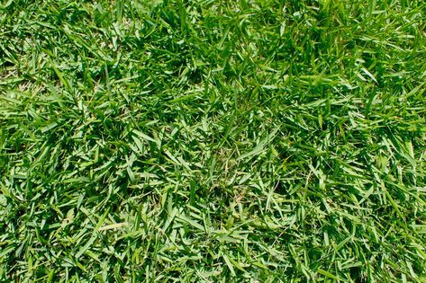 Gardening 101: Zoysia Grass - Gardenista Drought Tolerant Grass, Zoysia Grass, Growing Grass, Water Grass, Gardening 101, Small Yard, Grass Seed, Green Lawn, Yard Work