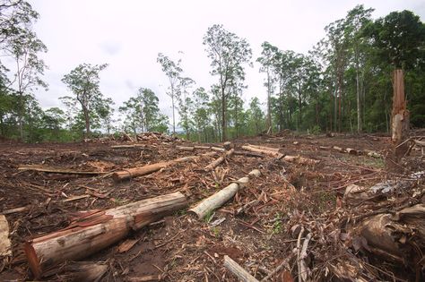 Can we offset biodiversity losses?  Due to human labor, we cut of tree for "necessities" and do not realize the damage that is being caused by it. Homes of different mammals are being destroyed and it is our doing. Female Nicknames, Species Extinction, Forest Ecosystem, Food Web, Rare Birds, Rare Animals, Wildlife Habitat, Galapagos Islands, Our Environment