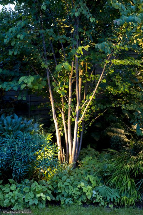 Uplit Trees Outdoor Lighting, Lighting In Garden, Under Tree Lighting, Garden Uplighting, Tropical Landscape Lighting, Uplighting Trees, Tree Uplighting, Landscaping Lighting, Outdoor Tree Lighting