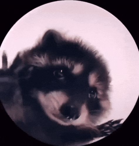 Dance Gif, Trash Panda, Animated Gif, Gif