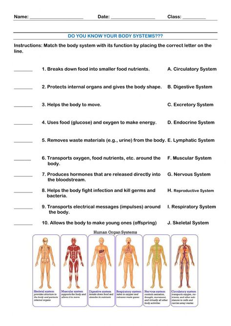 11 Body Systems, Health Worksheets For Middle School, Emt Worksheets, Anatomy And Physiology Worksheets, Teaching Body Systems, Body Systems Worksheets, Human Body Unit Study, Human Body Worksheets, Human Body Projects