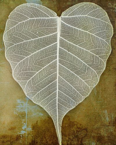 https://flic.kr/p/6oKxEW | Lace leaf | It's a rainy day and I've been taking pictures of things around the house.  Joy St. Claire texture applied. Lace Leaf, Skeleton Leaves, Leaf Skeleton, Bodhi Leaf, Heart In Nature, Heart Leaf, St Claire, I Love Heart, Airbrush Art