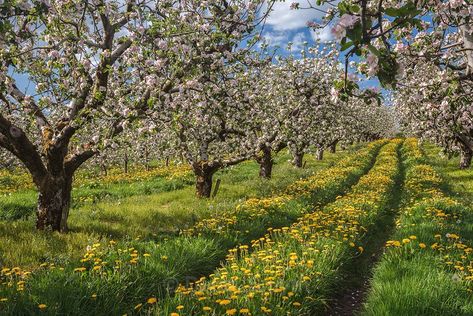 Fruit Orchard Design Landscapes, Orchard Backyard, Manifesting House, Pear Orchard Aesthetic, Beautiful Orchard, Apple Tree Orchard, Orchard Photography, Pecan Orchard Photography, Apricot Orchard