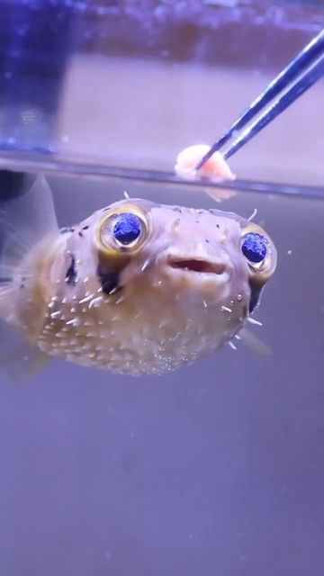 Fish Funny Pictures, Silly Pufferfish, Pufferfish Cute, Cute Puffer Fish, Silly Fish, Fish Cute, Funny Fish, Salt Water Fish, Cool Fish