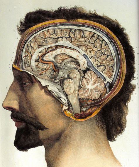 Brain Anatomy, Brain Art, Human Anatomy Art, Medical Anatomy, Vintage Medical, Medical Art, Body Anatomy, Anatomy Drawing, Scientific Illustration