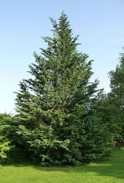 Types Of Evergreen Trees, Leyland Cypress Trees, Leyland Cypress, Fast Growing Evergreens, Evergreen Hedge, Landscaping Trees, Privacy Landscaping, Driveway Landscaping, Fast Growing Trees