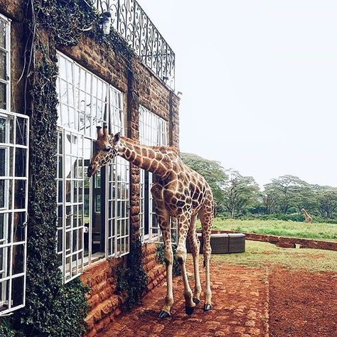 . Giraffe Manor, Wild Animals Painting, Belmond Hotels, Vacation Locations, Back Wallpaper, Honey Moon, Dream Vacations Destinations, Safari Lodge, A Giraffe