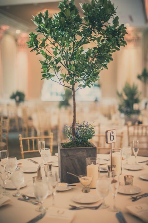 Citrus tree wedding centerpiece in concrete pot. We didn't want traditional floral centerpieces. Olive Tree Centrepiece Wedding, Boxwood Centerpiece Wedding, Planted Wedding Centerpieces, Olive Tree Table Centrepiece, Potted Trees Wedding Decor, Plant Centrepiece Wedding, Non Traditional Centerpieces Wedding, Wedding Potted Flowers, Olive Tree Centerpieces