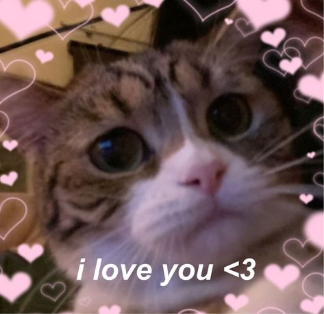 cat
i love you
context
content
cute
aesthetic cat Cat Messages Love, Cat Love You Meme, I Love U Cat Pics, Cat I Love You Meme Funny, Cat Pics With Text, Cute Cat I Love You, Cat Love Message, I Love You Cat Reaction Pic, I Love You Kitty