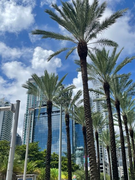 Florida City Miami Nature Palm Tree Down Town Instagram Story Blue Green Vacation Florida Palm Trees, Down Town, Florida City, Palm Tree, Palm Trees, Instagram Story, Miami, Blue Green, Florida