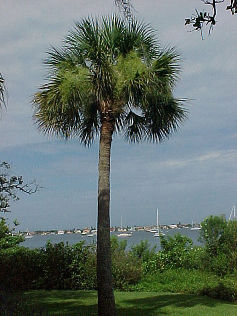 Sabal palmetto, also known as cabbage palm, cabbage palmetto, swamp cabbage, and sabal palm. It is found throughout the southeast and is the state tree of both Florida and South Carolina. Palm Tree Care, Swamp Cabbage, Sago Palm Tree, Cold Hardy Palm Trees, European Fan Palm, Sabal Palm, Florida Trees, Mimosa Tree, Palmetto Tree