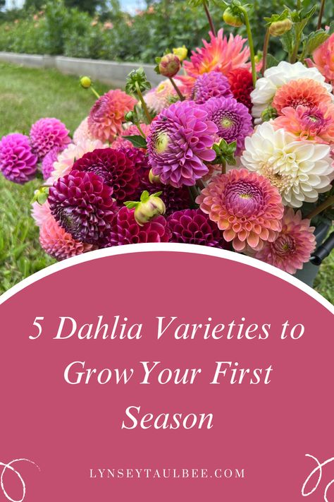 Flower Container Garden, Flower Garden Layout, Dahlia Flower Garden, Dahlia Varieties, Growing Cut Flowers, Late Summer Flowers, Flower Farming, Cut Flower Farm, Dahlias Garden