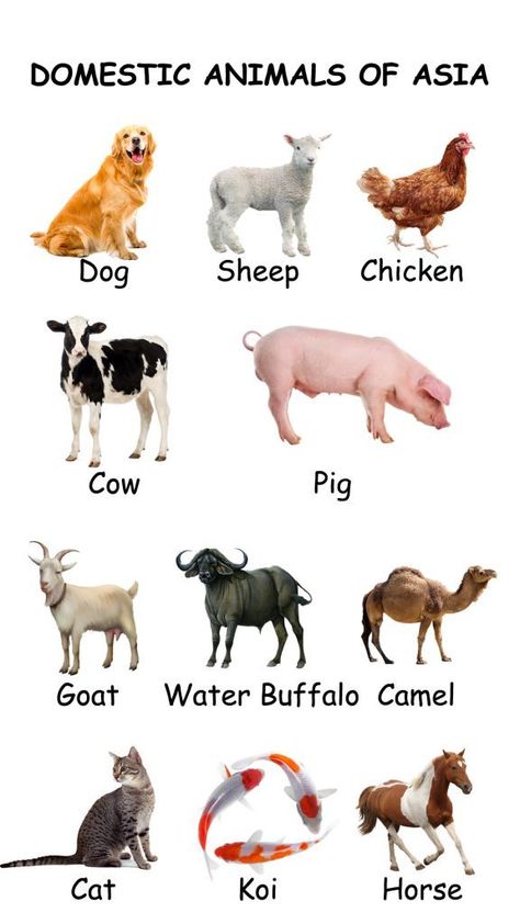 Domestic And Wild Animals Chart, Tata Winger, Animal Pictures For Kids, Cow Cat, Chicken For Dogs, Domestic Animals, Printable Alphabet, Water Buffalo, Lion Tiger