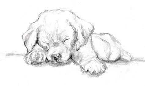 Puppy Sketch, Awesome Drawing, Puppy Drawing, Animal Drawings Sketches, 강아지 그림, White Drawing, Labrador Puppy, Drawing Pencil, Pencil Art Drawings