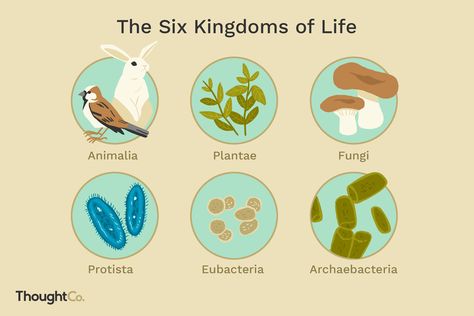 Living organisms are classified into one of six kingdoms of life, categorized based on common characteristics. 6 Kingdoms Of Life, Animalia Kingdom, Classifying Animals, Project Science, Types Of Fungi, Living Organisms, Cell Model, Earth Illustration, Ap Biology