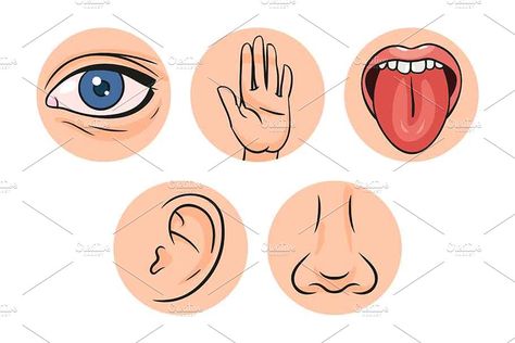 Five Senses Vector Illustrations #ad , #Sight#Touch#Smell#Taste Five Senses Drawing, Senses Drawing, Five Senses, Vector Illustrations, Designs To Draw, Vector Illustration, House Design, Illustrations, Drawings